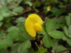 Crotalaria rotundifolia