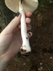 Amanita