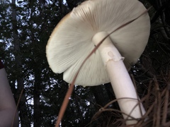 Amanita