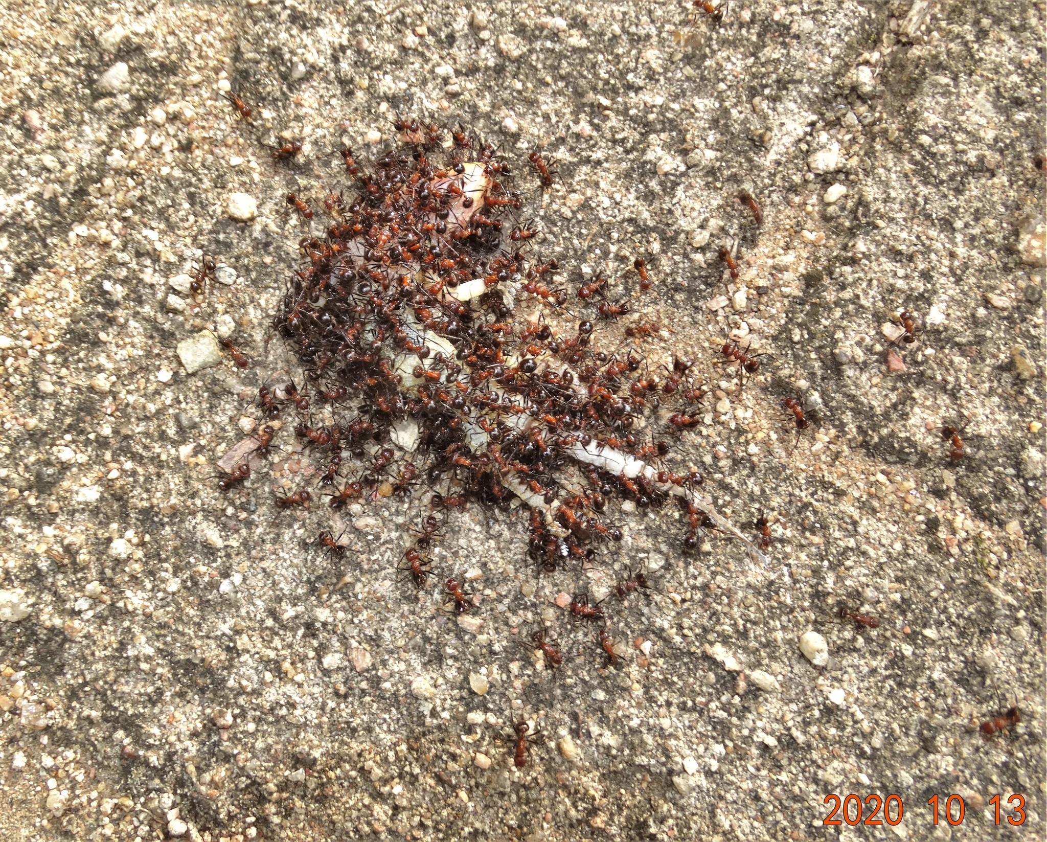 Myrmicaria natalensis