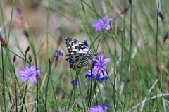 Melanargia occitanica