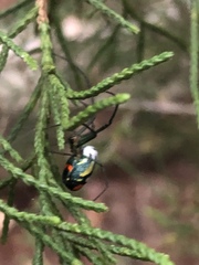 Leucauge argyrobapta