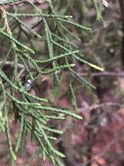 Leucauge argyrobapta