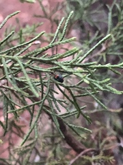 Leucauge argyrobapta