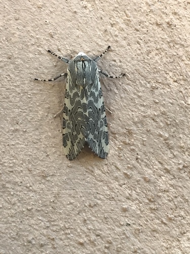 Painted Tiger Moth photo 6