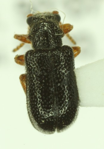 Black Megalopod Leaf Beetle