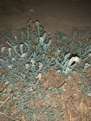 Heliotropium curassavicum