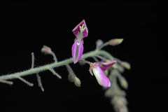 Desmodium distortum