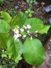 Solanum torvum image