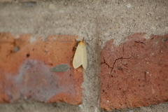 Pareuchaetes insulata