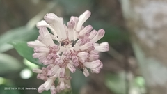 Chassalia curviflora