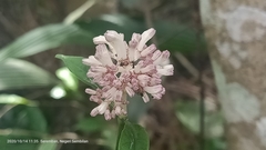 Chassalia curviflora