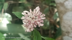 Chassalia curviflora