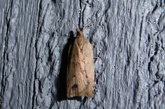 Planotortrix notophaea