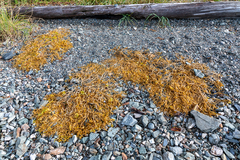 Honckenya peploides major