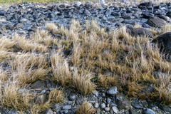 Deschampsia beringensis