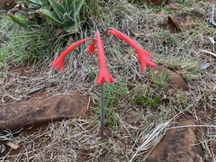 Cyrtanthus contractus