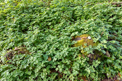 Ranunculus occidentalis brevistylis