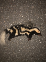 Spilogale angustifrons