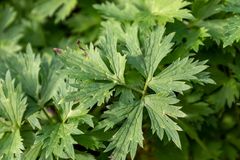 Ranunculus occidentalis brevistylis