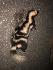 Spilogale angustifrons