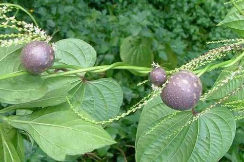 Dioscorea alata