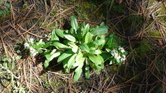 Lithospermum distichum