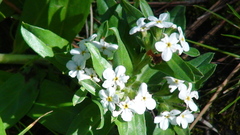 Lithospermum distichum