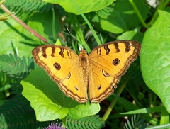 Junonia almana