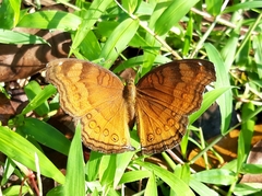 Junonia hedonia