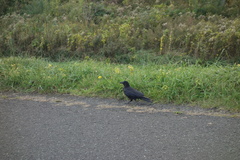 Corvus macrorhynchos