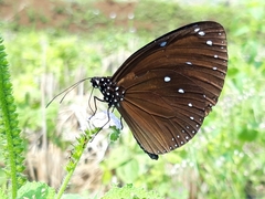 Euploea eunice