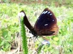 Euploea eunice