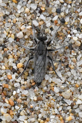 Lasiopogon asilomar