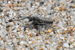 Lasiopogon asilomar