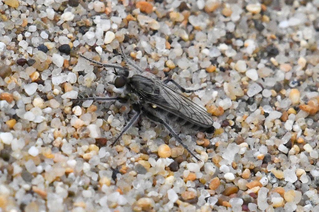 Asilomar Sandpirate