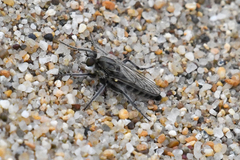 Lasiopogon asilomar
