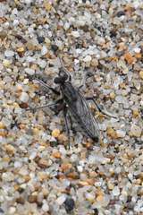 Lasiopogon asilomar
