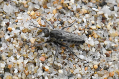Lasiopogon asilomar