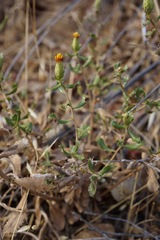 Hazardia squarrosa obtusa
