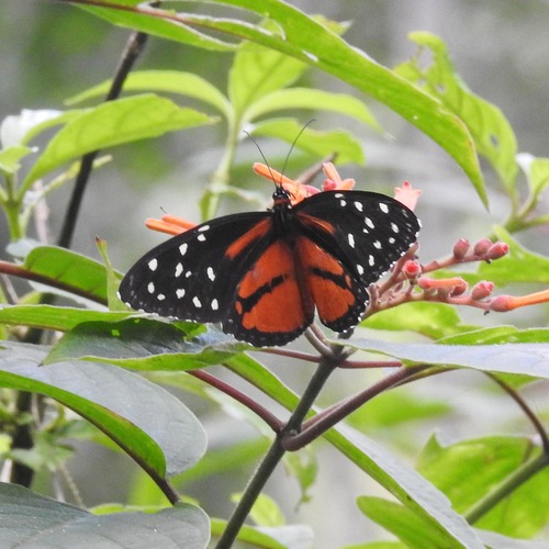 Tithorea tarricina duenna