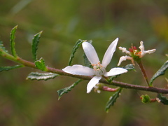 Philotheca hispidula