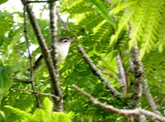 Vireo leucophrys