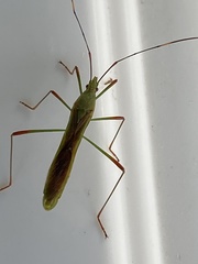 Leptocorisini