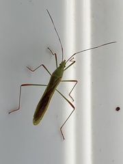 Leptocorisini