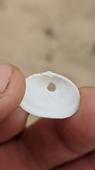 Cryptomya californica