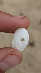 Cryptomya californica