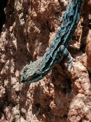 Urosaurus ornatus caeruleus