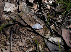 Taxeotis reserata