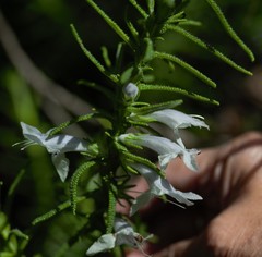 Chloanthes stoechadis